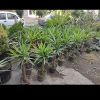 نخل یوکا، ۷۵ درصد تخفیف/ بدون گلدان|گل و گیاه طبیعی|تهران, صادقیه|دیوار