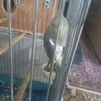 عروس هلندی|پرنده|کهریزک, |دیوار