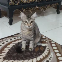 بچه گربه مو بلند خانگی رایگان