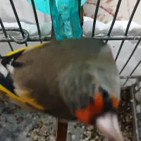 سهره نر دو رگ