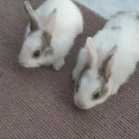 خرگوش