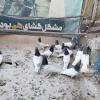 کبوتر کله ای|پرنده|اصفهان, ارغوانیه|دیوار