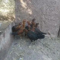 جوجه لاری افغان|حیوانات مزرعه|منجیل, |دیوار