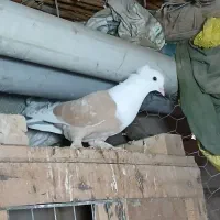 کبوتراس|پرنده|نگین شهر, |دیوار