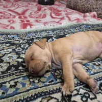 واگذاری ۱ جفت پیت بول اصل|سگ|یزد, |دیوار