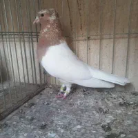 کفتر پرشی قم