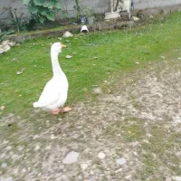 قو غاز|حیوانات مزرعه|سنگر, |دیوار