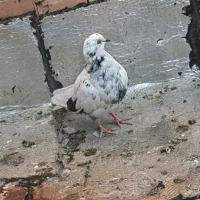 کبوتر|پرنده|سلماس, |دیوار