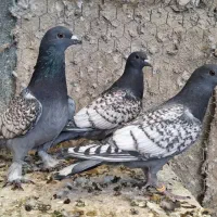 کبوتر کفتر پلاکی طاووسی نقش زینتی