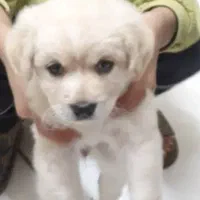 توله سگ نژاد پودل دو ماهه