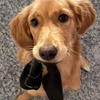 سگ نژاد گلدن ماده ۶ ماهه، فوق‌العاده آروم و مهربون|سگ|برخوار, |دیوار