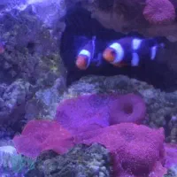 دلقک ماهی بلک اسلاریس