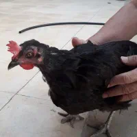 مرغ تخم گذار