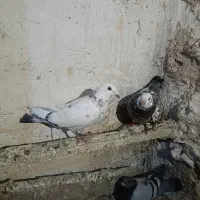 کفتر|پرنده|مشهد, اسماعیل آباد (سپاد)|دیوار