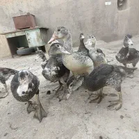 اردک زینتی مسکوی (اسراییلی)