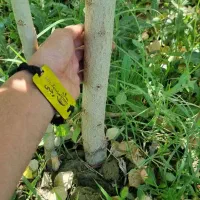 فروش نهال سنوبر۳متری۱۵ تومان به مدت محدود