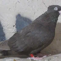 چش نوک|پرنده|مسجد سلیمان, |دیوار