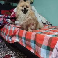 پامر نر اصل