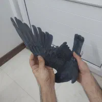 نرسیماش کاکولی درجه۱|پرنده|قم, وادی السلام|دیوار