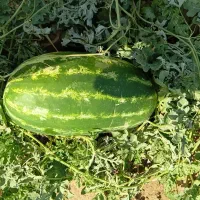 هندوانه به شرط