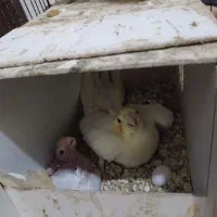 جفت عروس هلندی لوتینو