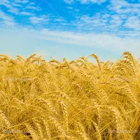 گندم دروم دانه درشت