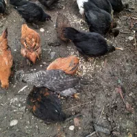 فروش مرغ و جوجه گلین|حیوانات مزرعه|نوشهر, |دیوار