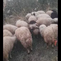 بره نر و ماده  داشتی مناسب برای پروار  چکی هم میدم