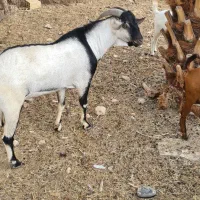 نری زیبای سومال ۲ ساله مخصوص داشت|حیوانات مزرعه|بندرعباس, |دیوار