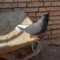3 عدد دم سفید حمیدیه|پرنده|اهواز, ۳۰ متری|دیوار