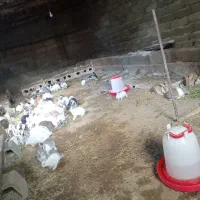 خرگوش بالغ عمده