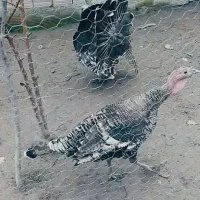 بوقلمون کرچ