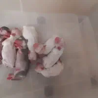 واگذاری توله سگ