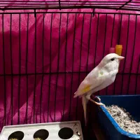 دوعددقناری مست نروماه|پرنده|شوش, |دیوار