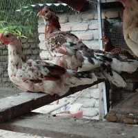 مرغ وخروس