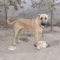 سگ گمشده