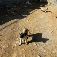 توله سراب|سگ|بروجرد, |دیوار