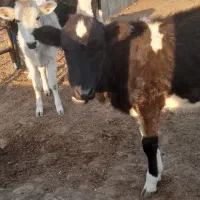 گاو و گوساله محلی. فوری. مناسب|حیوانات مزرعه|قم, بقیع|دیوار