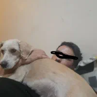 سگ گمشده|حیوانات|شهرکرد, |دیوار