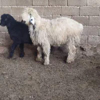 بره بذری|حیوانات مزرعه|شیراز, داریون|دیوار