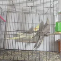 عروس هلندی