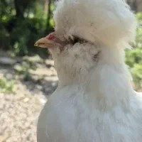 جوجه تزیینی