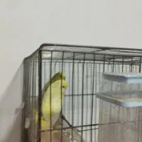 مرغ عشق مولد جوجه داده