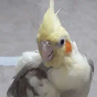 عروس هلندی ماده آرام دوستداشتنی که اسمش آرام|پرنده|فومن, |دیوار