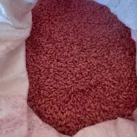 گندم بوجاری