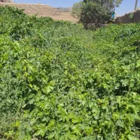 زمین باغی ومسکونی