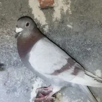 جفت غوره ای