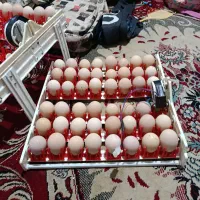 تخم مرغ نطفه داربرهما