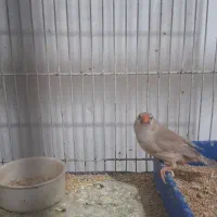 فنچ کینگ|پرنده|مشهد, رده|دیوار