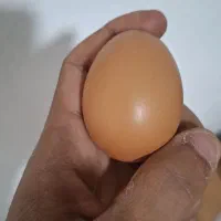 تخم مرغ محلی